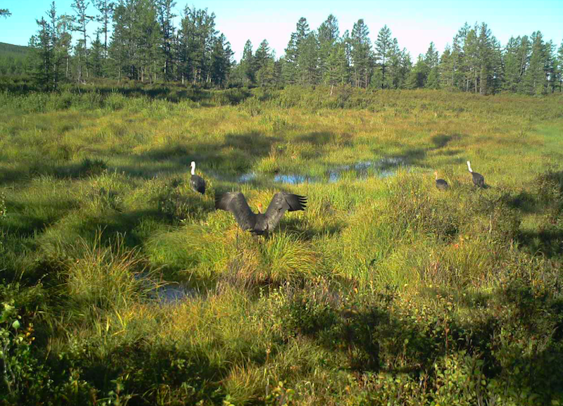 内蒙古自治区大兴安岭汗马国家级自然保护区