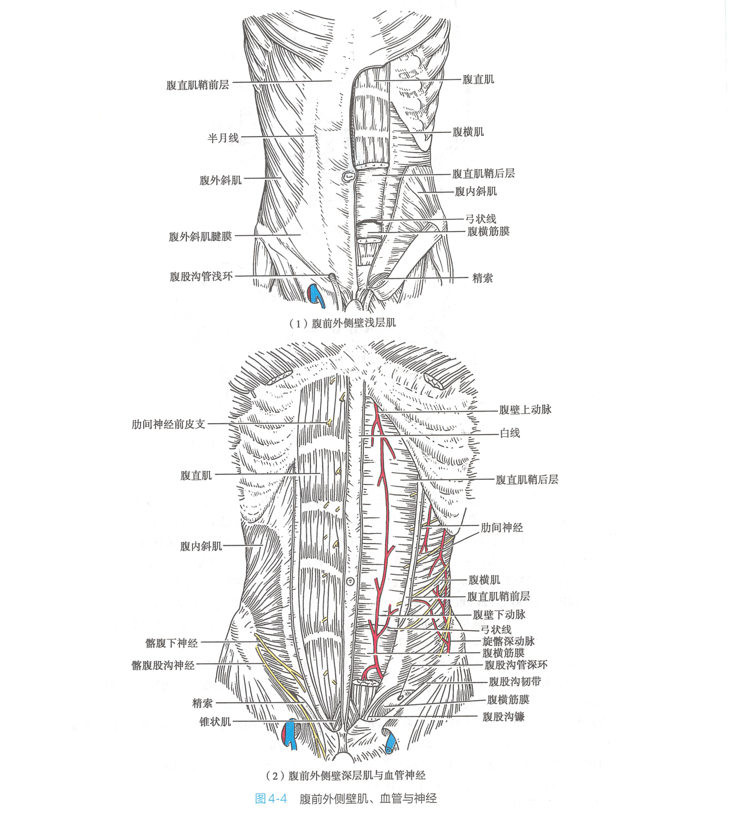 其前,后面均被腹直肌鞘所包裹,腹直肌有3～4个腱划与腹直肌鞘的前层