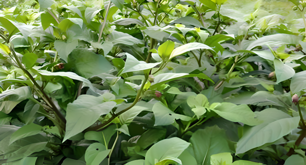 颠茄草（茄科植物）_百度百科