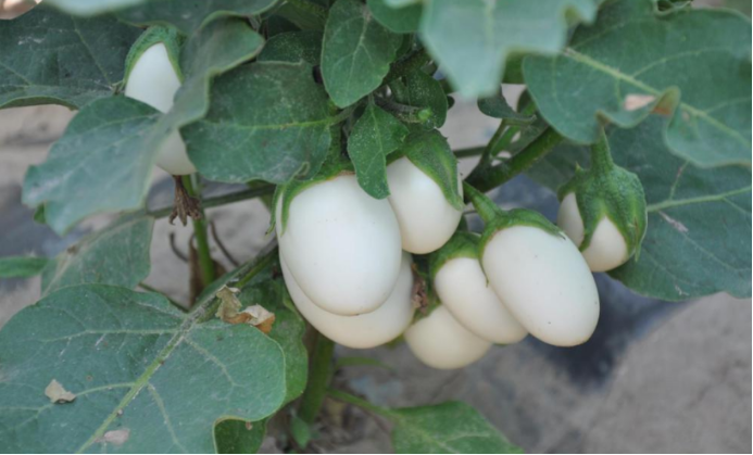 从植物里长出的 鸡蛋 白蛋茄 百科ta说