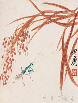 稻谷螳螂