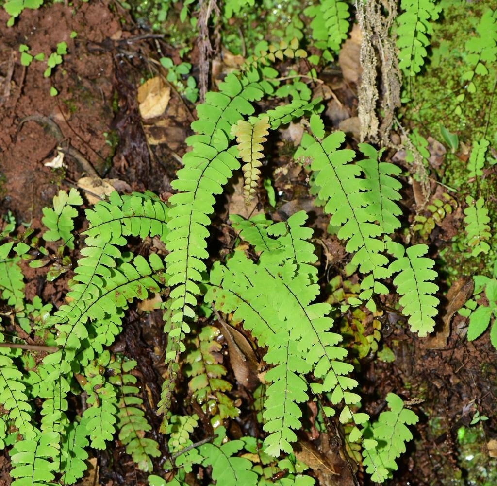  p>普通铁线蕨(学名: i>adiantum edgeworthii /i> hook.