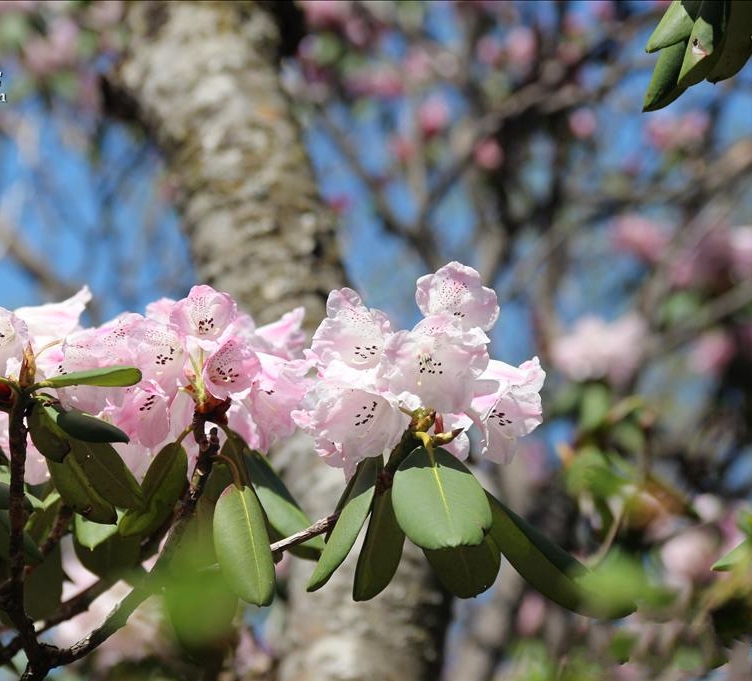  p>灵宝杜鹃(学名: i>rhododendron henanense /i> subsp.
