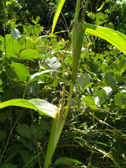大刍草（禾本科玉蜀黍属多年生草本植物）_百度百科