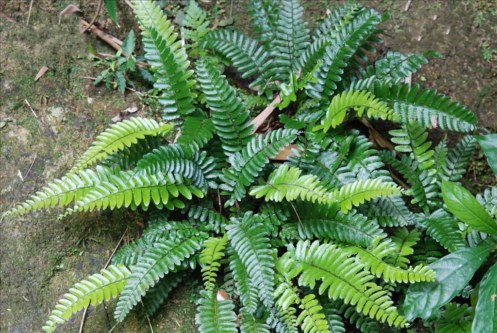 是实蕨科,刺蕨属土生 a target="_blank" href="/item/蕨类/7638032"