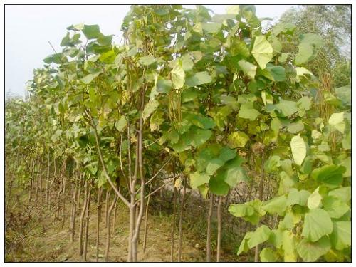 梓 居然还是种植物 百科ta说