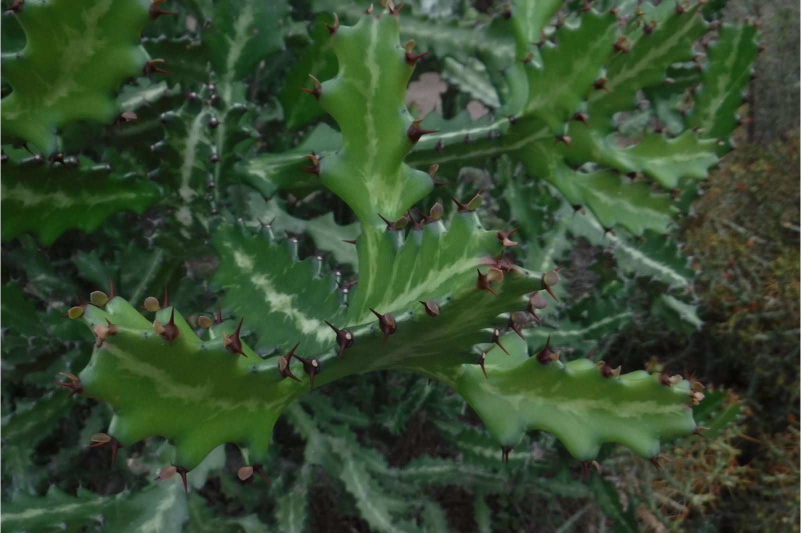 >帝锦(学名: i>euphorbia lactea /i>)是大戟科,大戟属多年生肉质植物