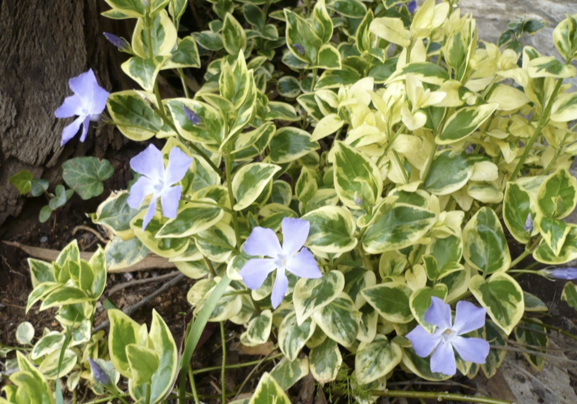  p data-id="gnyxxketu8">花叶蔓长春花(学名: i>vinca major 