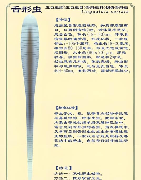 舌形虫_百度百科