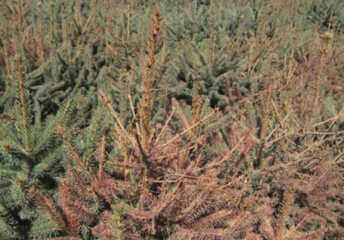云杉梢枯病