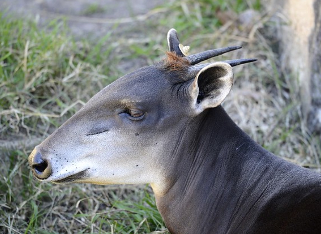  p>黄背小羚羊(学名: i>cephalophus silvicultor /i>):是偶蹄目,牛科