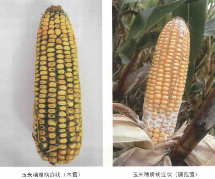  p data-id="gnbhh7sspe">玉米穗腐病又称赤霉病,果穗干腐病,是由禾谷