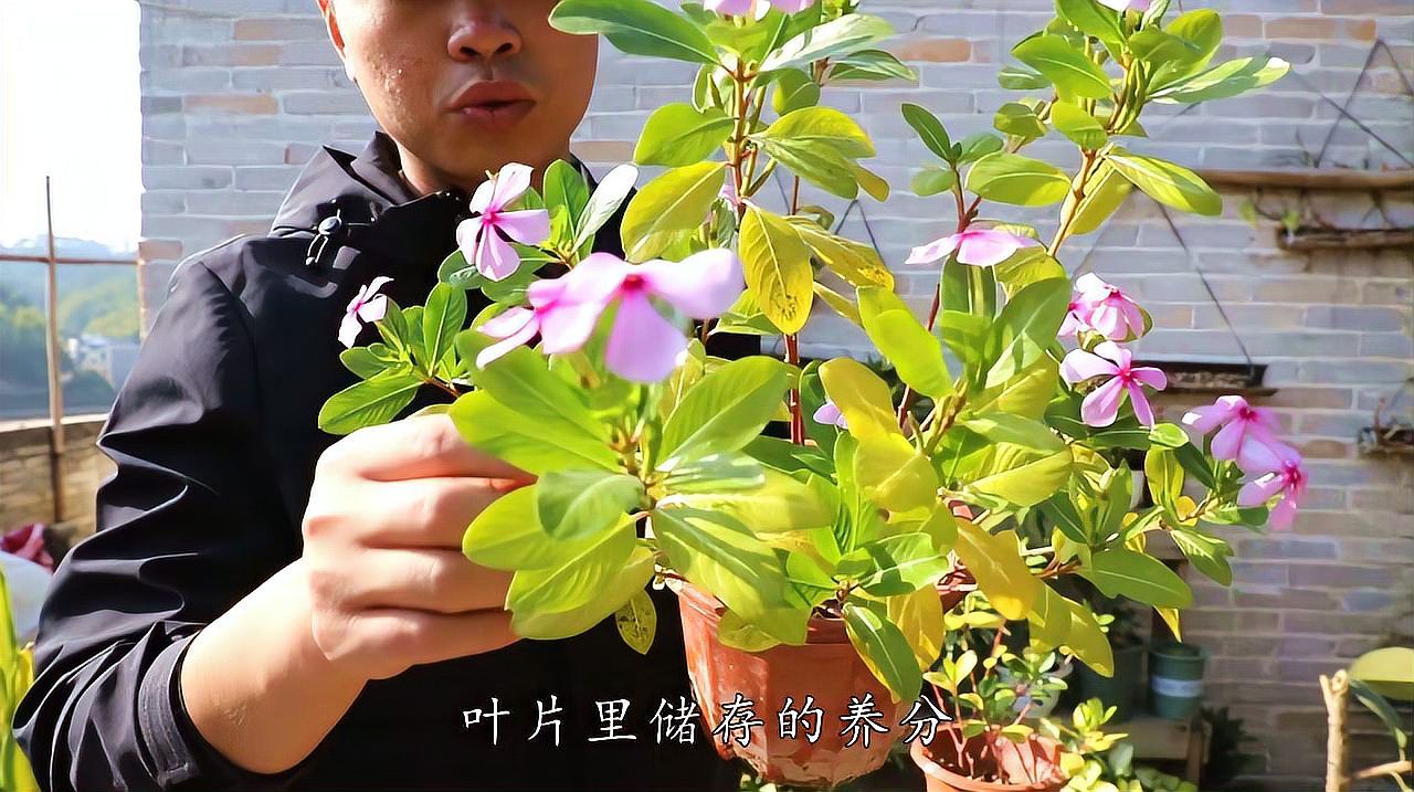 长春花属 百度百科