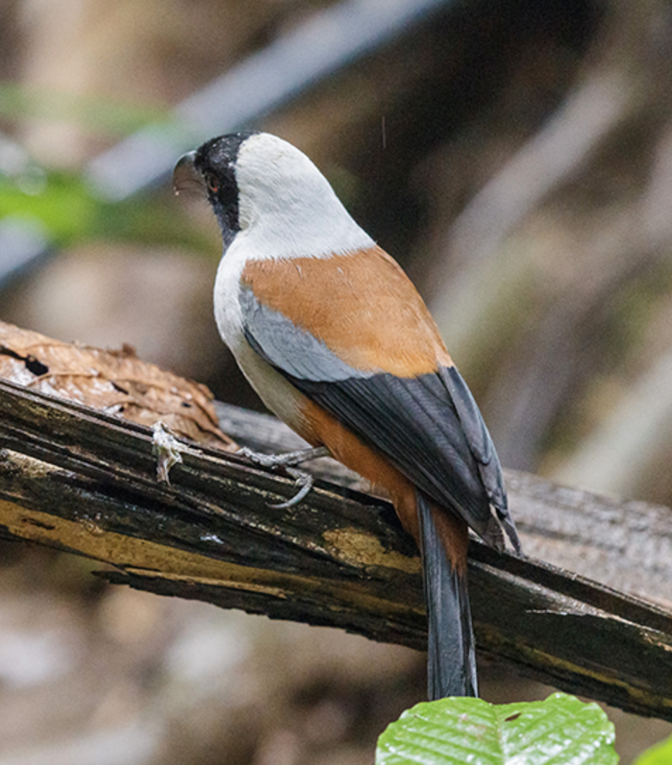  p>棕腹树鹊(学名: i>dendrocitta vagabunda /i>)是鸦科,树鹊属中型