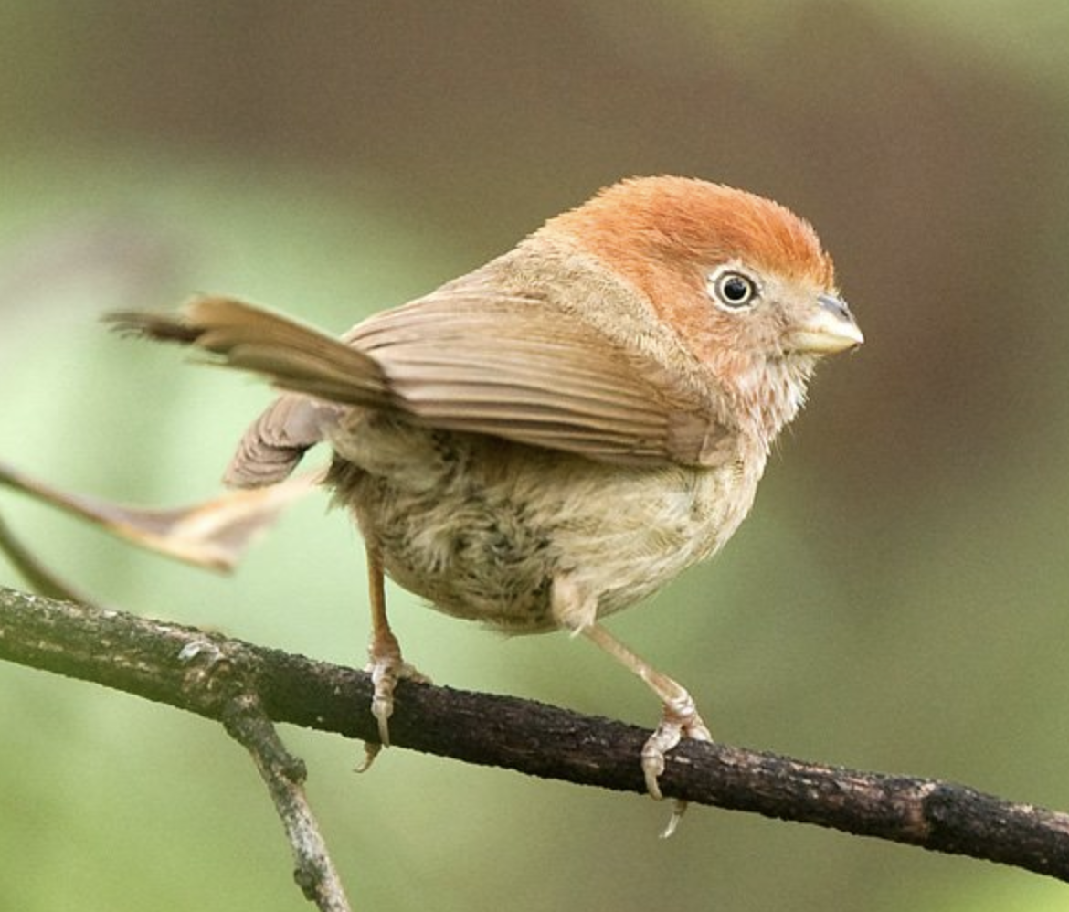 paradoxornis  brunneus