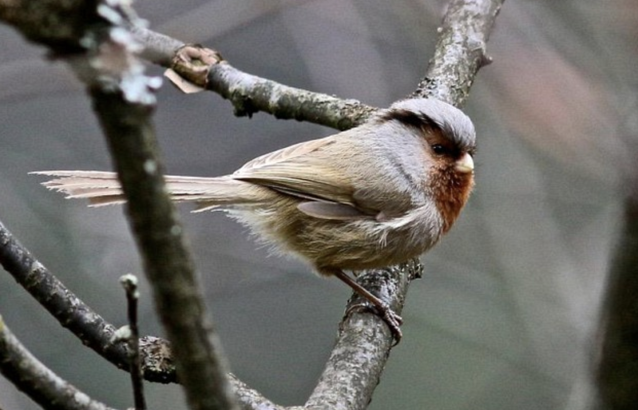 灰冠鸦雀(学名: i>sinosuthora przewalskii /i>)是莺科,鸦雀属小型