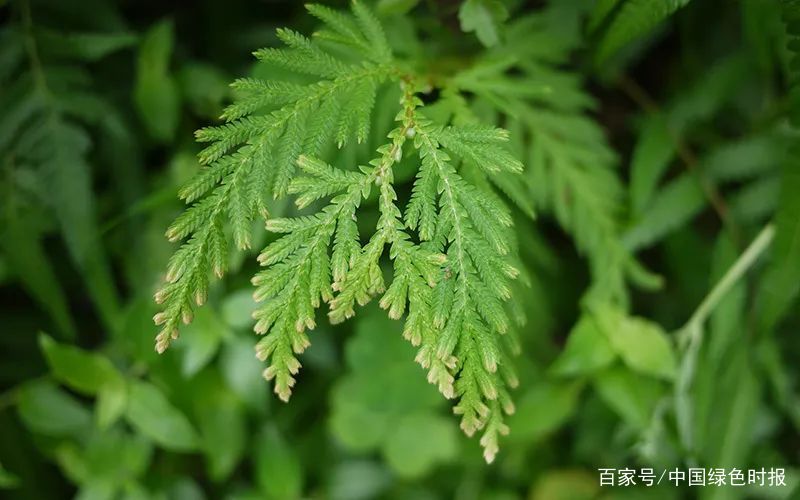 10种奇特的植物，你认识几种？_百科TA说