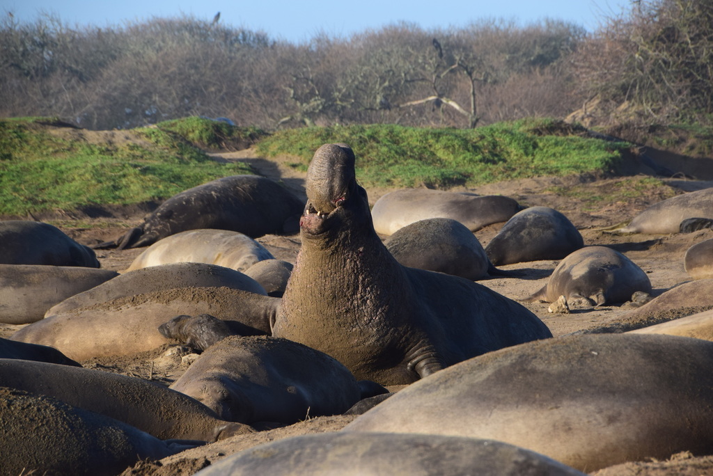 northern elephant seal