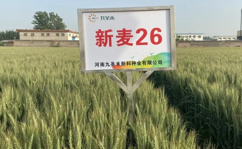 敦煌种业(敦煌种业 转基因)