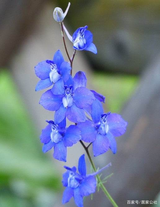 9种 叛逆 花卉 不开红花开蓝花 美得放肆又张扬 百科ta说