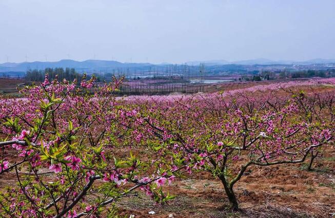  p data-id="gnaryslvh2">平林镇,隶属于湖北省襄阳市枣阳市,地处 a