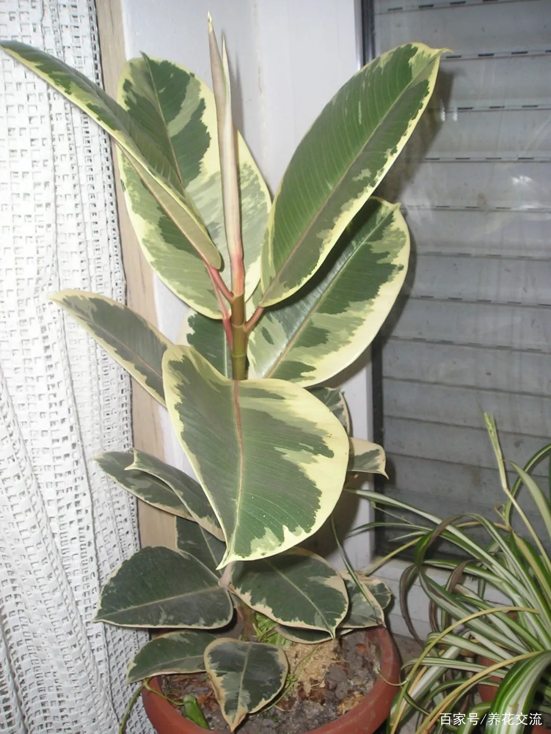 美如画的榕属植物，这几个花叶榕树品种很值得“珍藏”_百科TA说