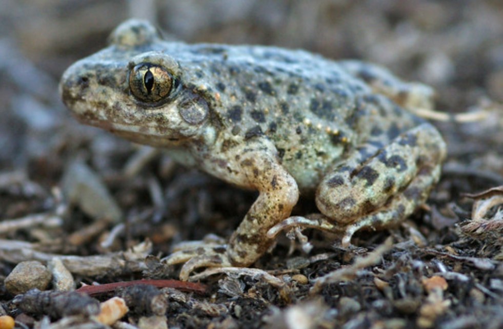 产婆蟾(学名: i>alytes almogavarii /i>):盘舌蟾科,产婆蟾属两栖动物