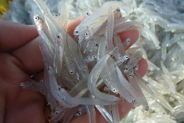 步骤一将鸡蛋打在碗中,搅匀,加入精盐待用香葱切花步骤二干麦鱼用水