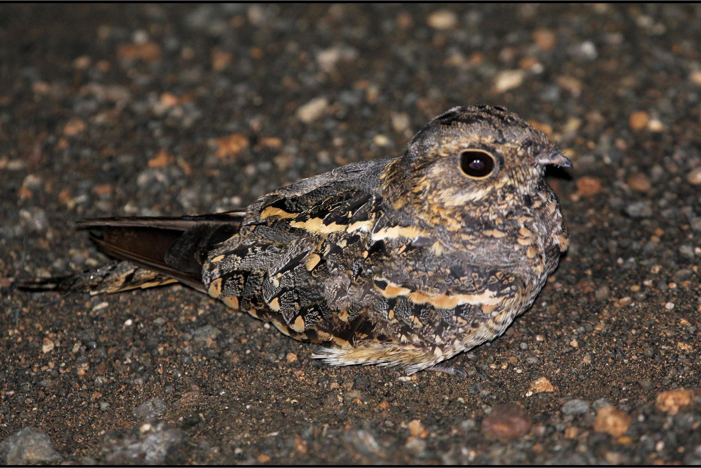  p>方尾夜鹰,gabon nightjar, a target="_blank" href="/item/夜鹰科