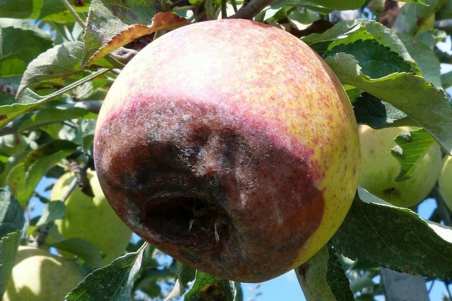  p>苹果黑腐病又名苹果褐腐病,是由仁果囊壳孢侵染所引起的,发生在