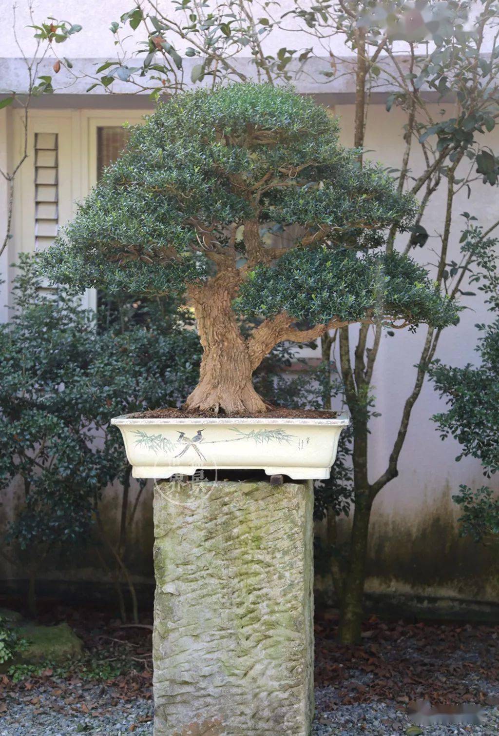 日本黄杨