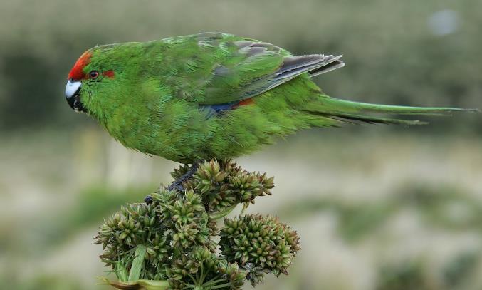  p>安岛红额鹦鹉(英文名:reischeks parakeet,学名:cyanoramphus
