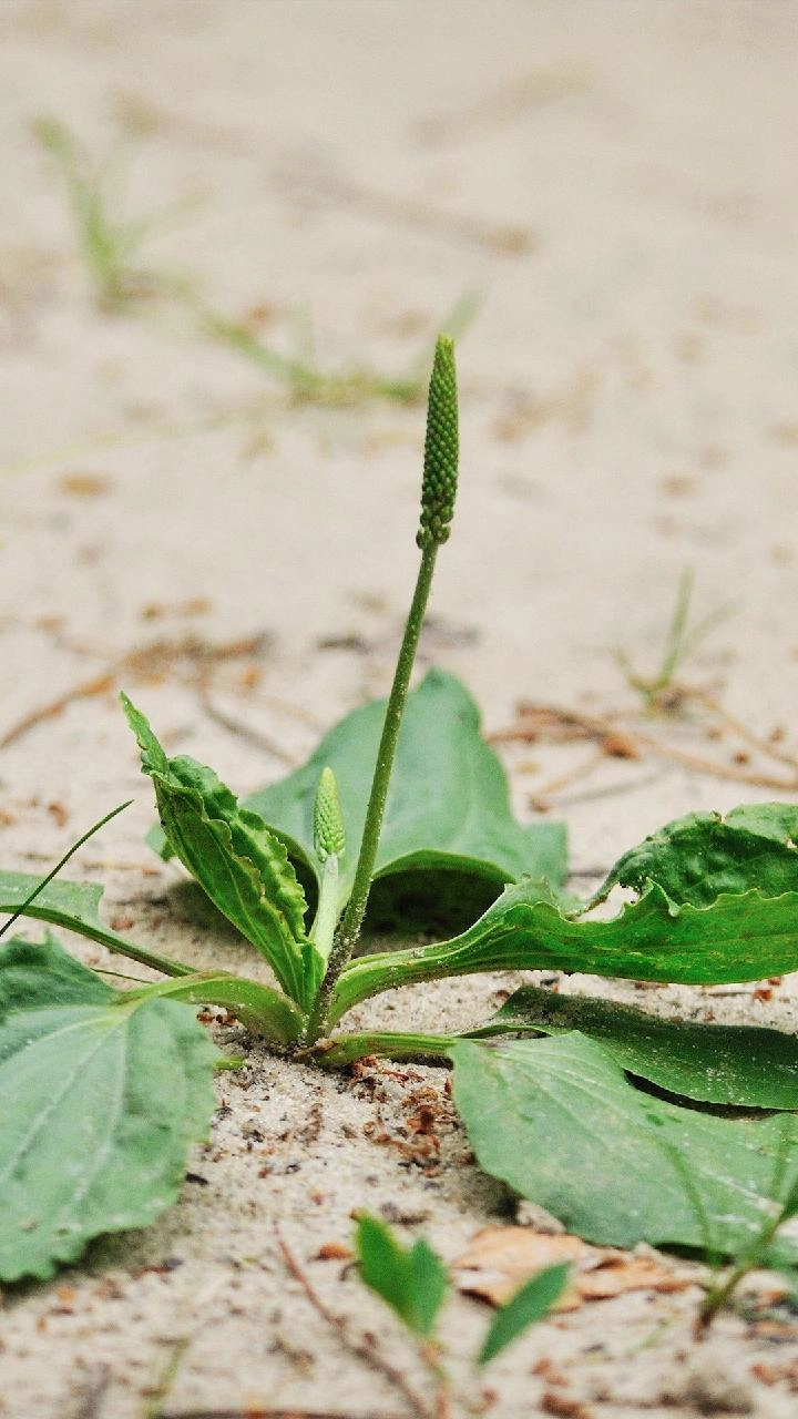 车前科车前属的多年生草本植物.