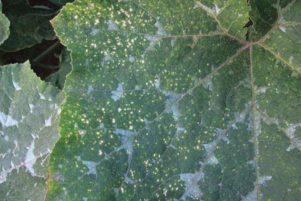 南瓜细菌性叶枯病