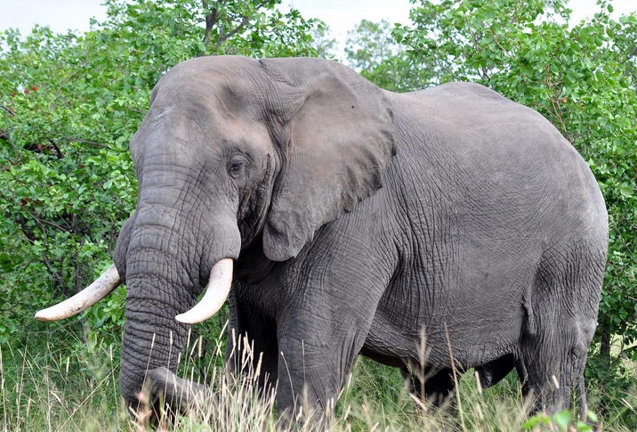  p>非洲草原象(学名: i>loxodonta africana /i>),是非洲象属的一个种