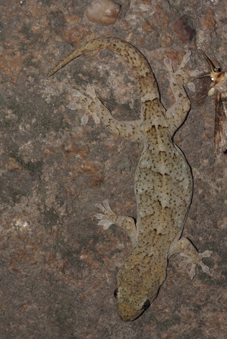  p>铅山壁虎为爬行动物.