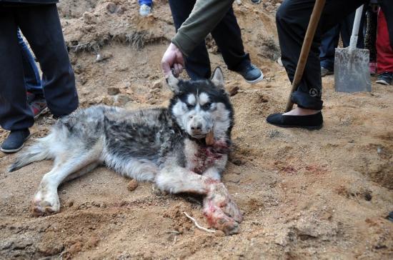 枣庄狼伤人事件