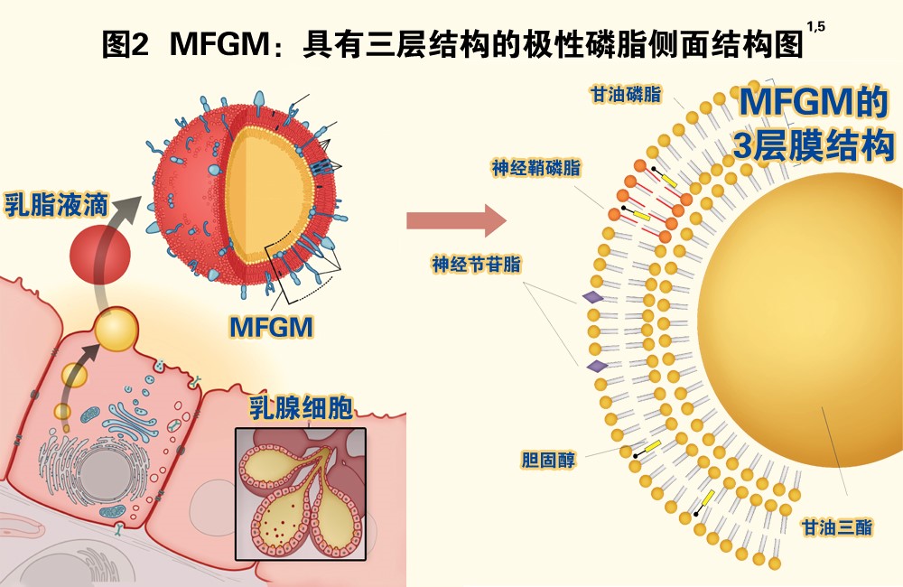  p data-id="gnx8elm295">mfgm乳磷脂,英文milk fat globule membrane