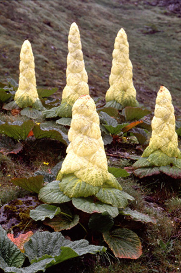  p>塔黄(学名: i>rheum nobile /i> hook. f. et thoms.