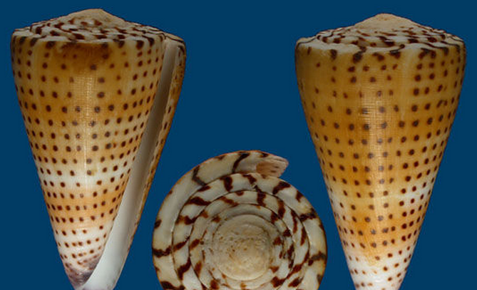  p>刻纹芋螺是芋螺科,芋螺属的一种贝类动物. /p>