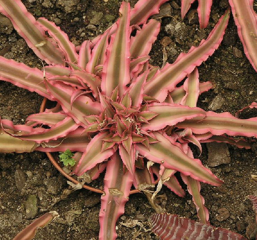  p>姬凤梨(学名: i>cryptanthus acaulis /i> (lindl.