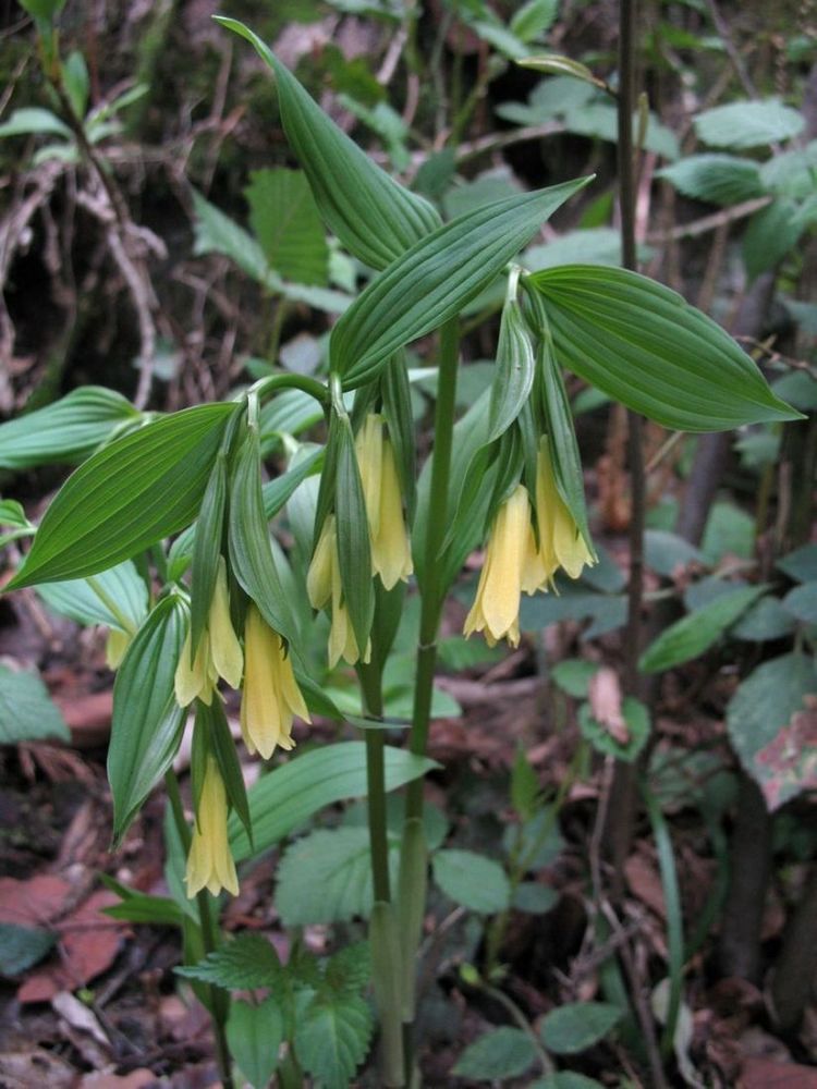  p>贵州民间方药.多年生草本植物万寿竹的根及根茎.