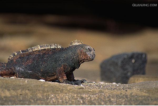  p>海鬣蜥(学名: i>amblyrhynchus cristatus /i
