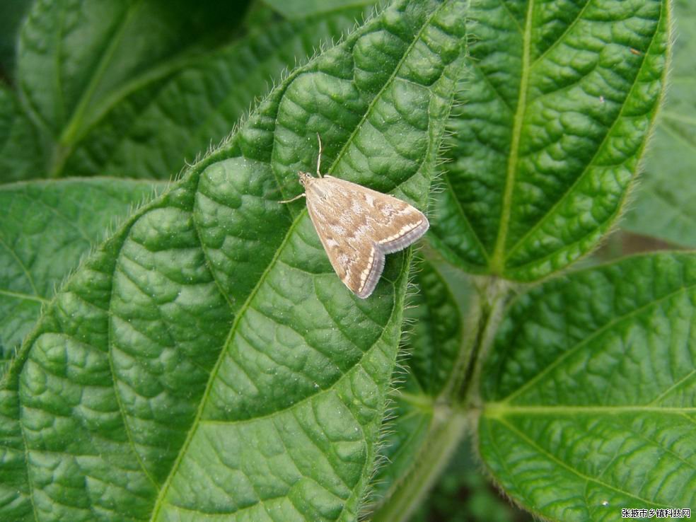 sticticalis ), a href="#" data-lemmaid="6244151">螟蛾科 /a>