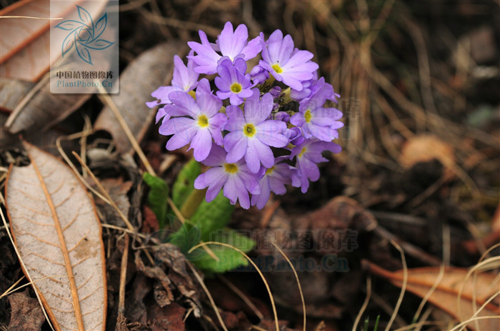 滇北球花报春(亚种)