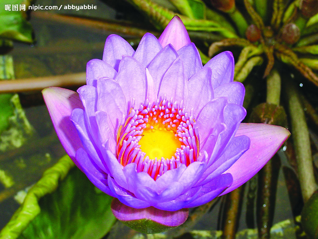 nymphaea alba