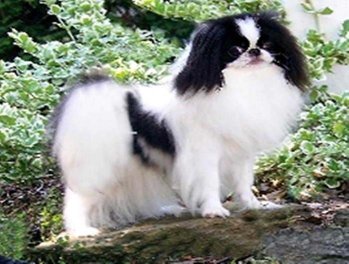 ctrid="tiohxutkx3va">日本狆是极小型犬<