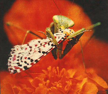 孔大无栉蚤指名亚种