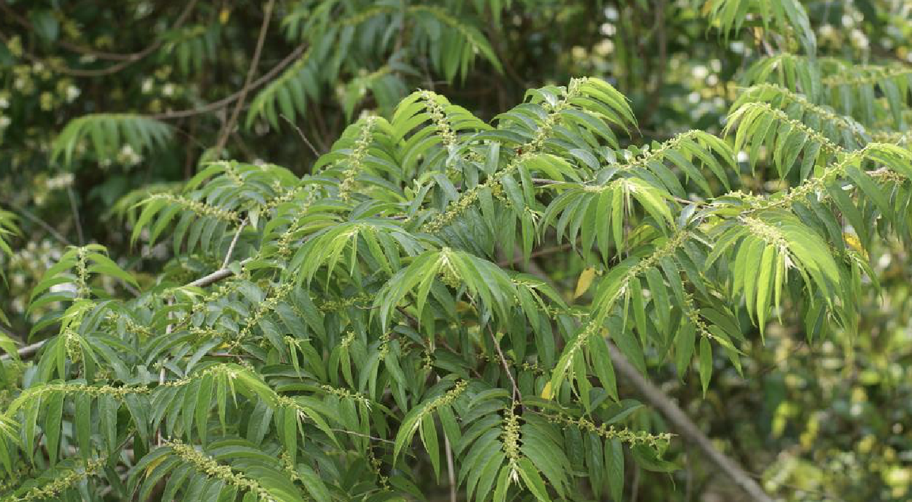  p>羽脉山黄麻(学名: i>trema levigata  /i>hand.-mazz.