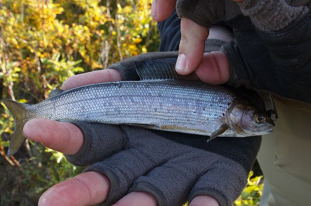  p>北美茴鱼(学名: i>thymallus arcticus arcticus /i>)的特征是具有